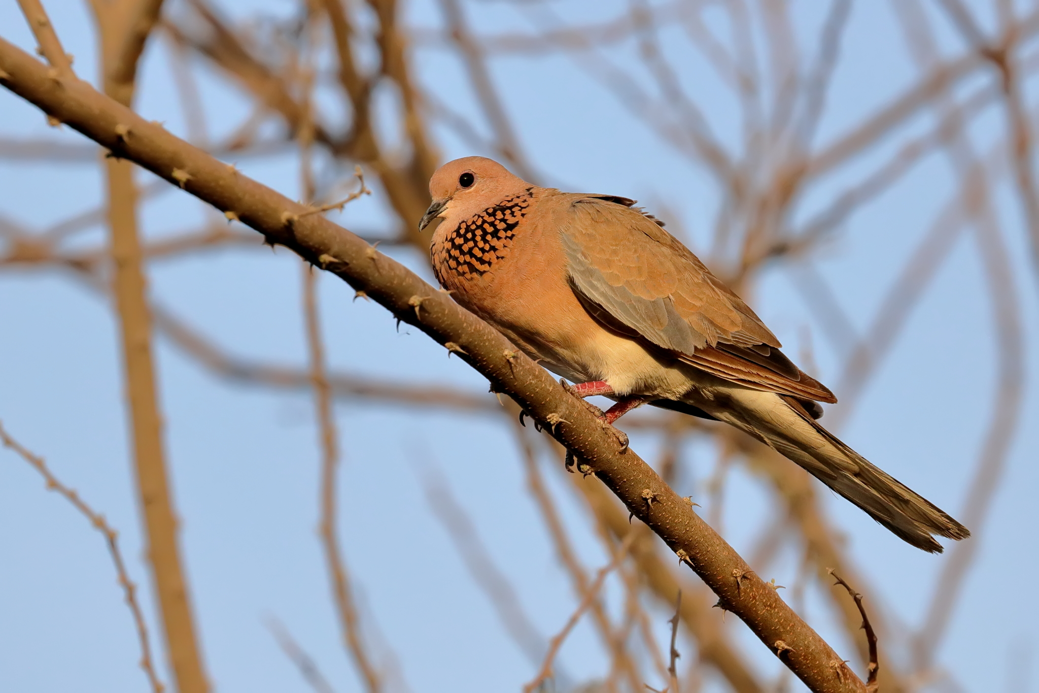 Laughing Dove