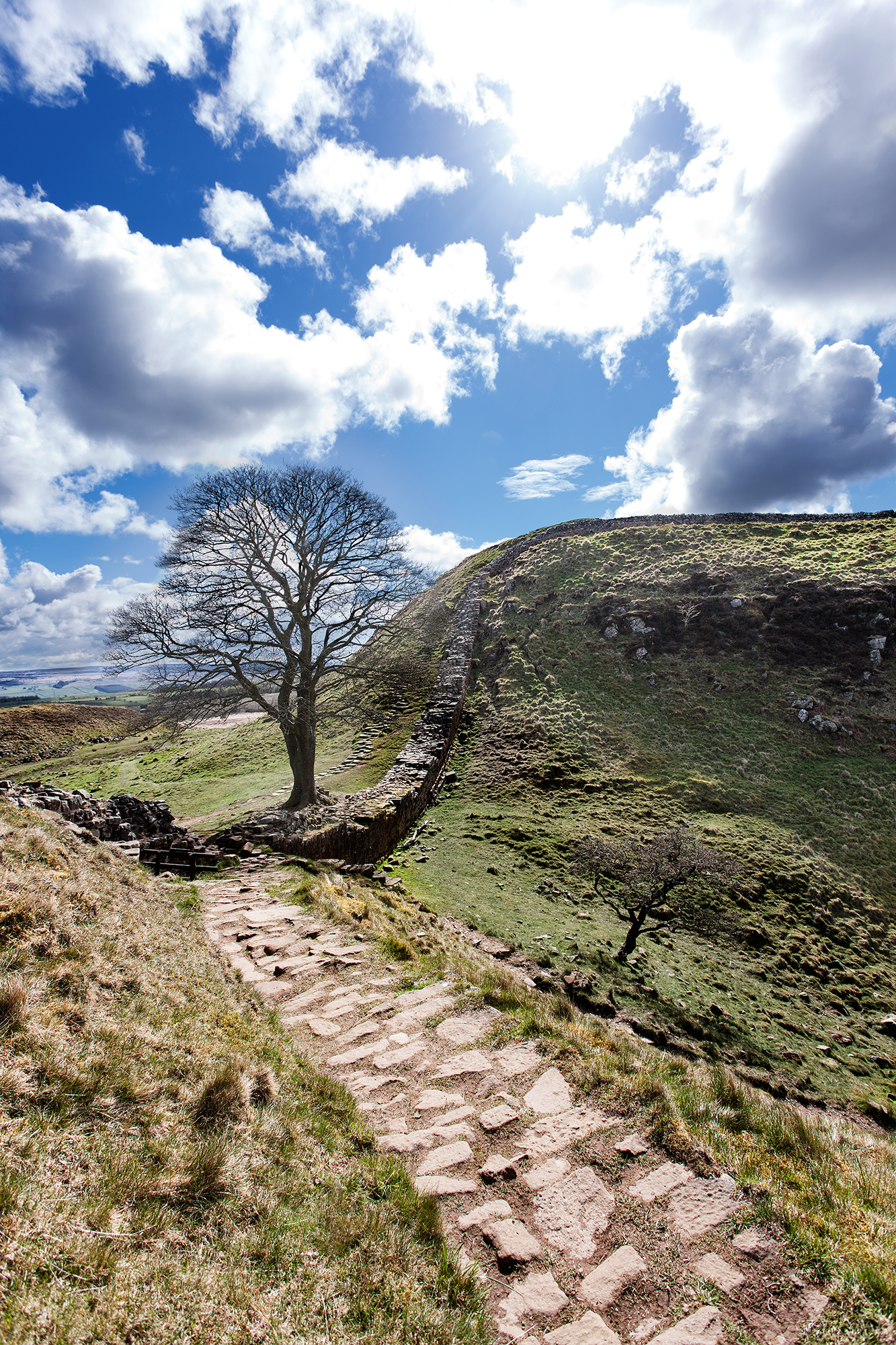 Sycamore gap