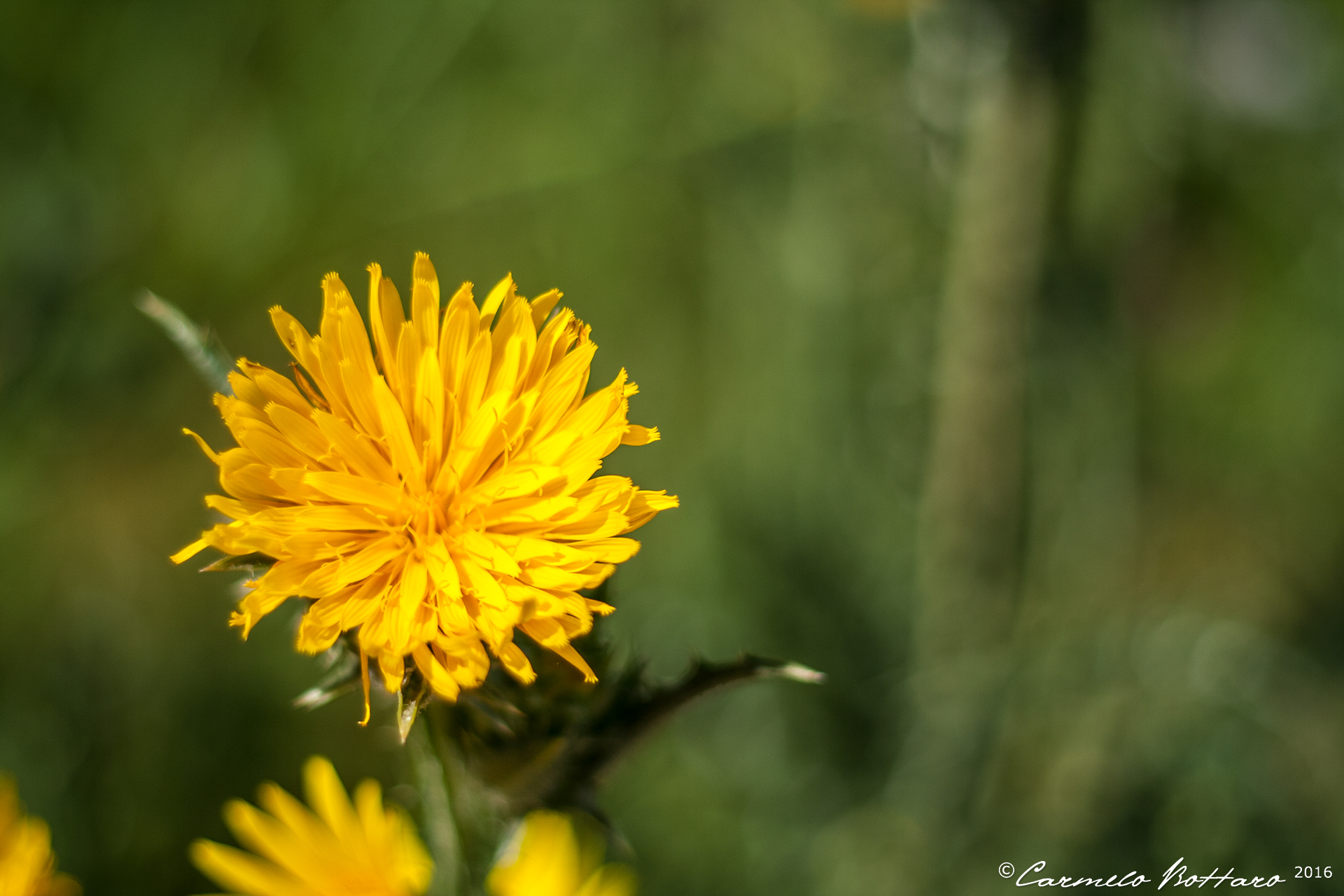 Yellow Flower