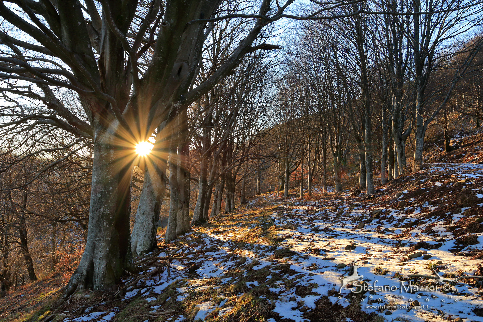 la dirompente primavera ....