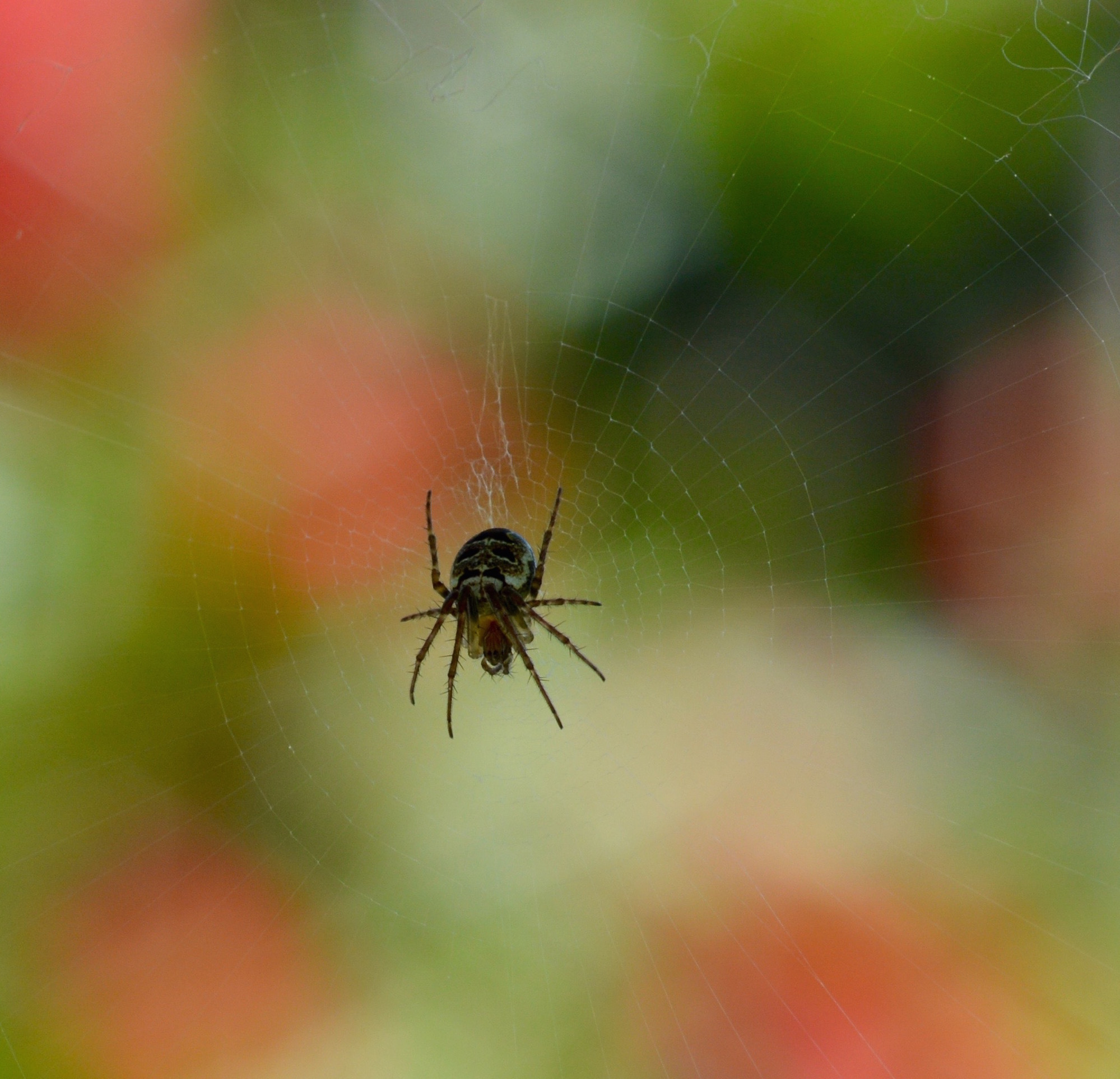 Spider o cabriolet...