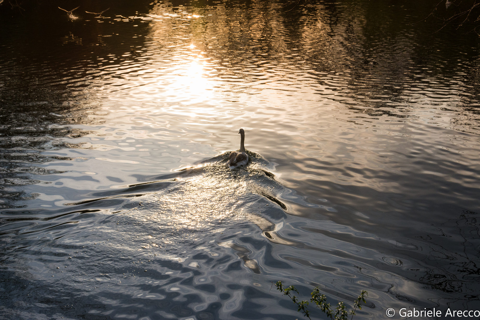 Fluttuando verso il tramonto