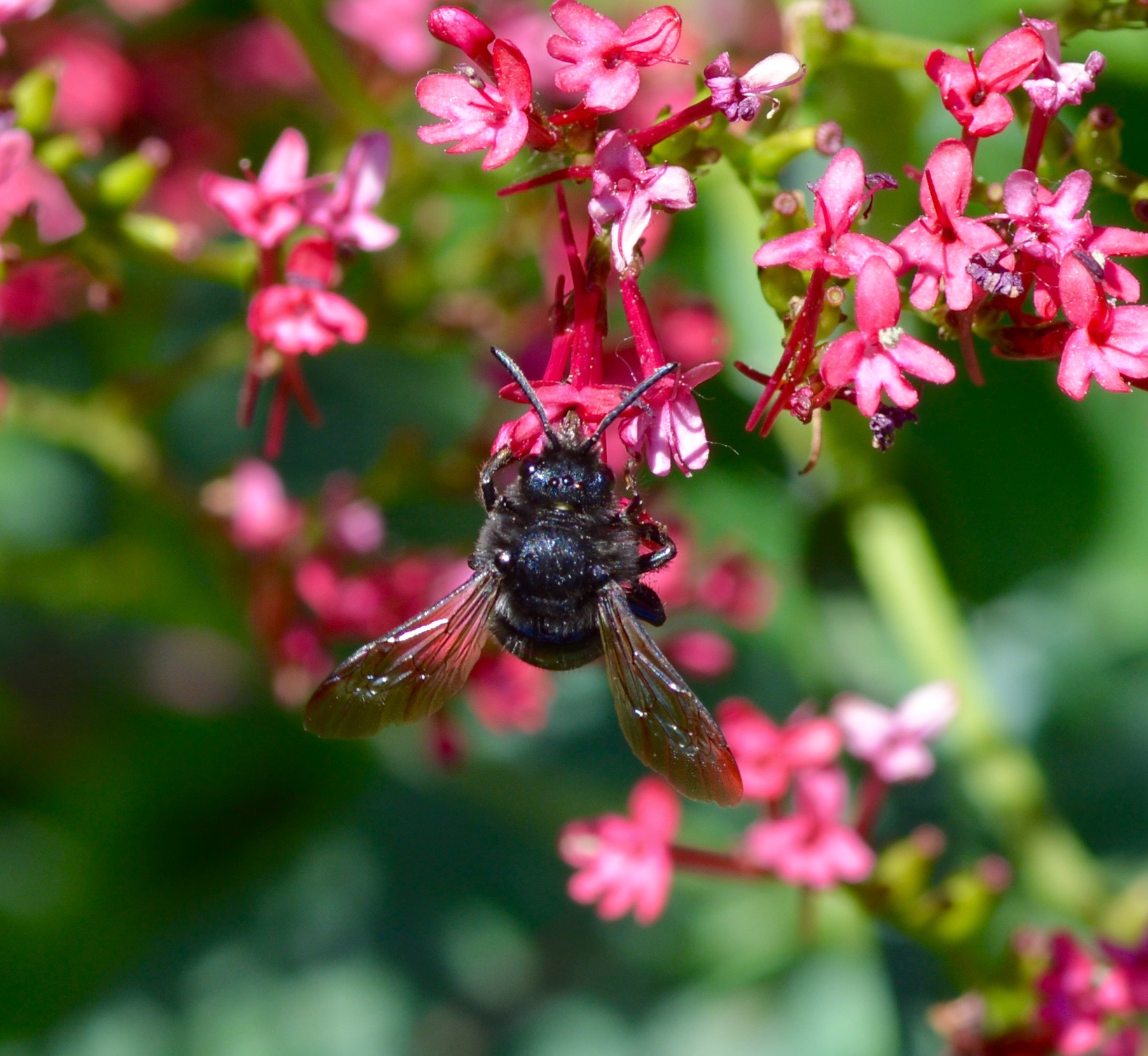 Piccolo anatroccolo...
