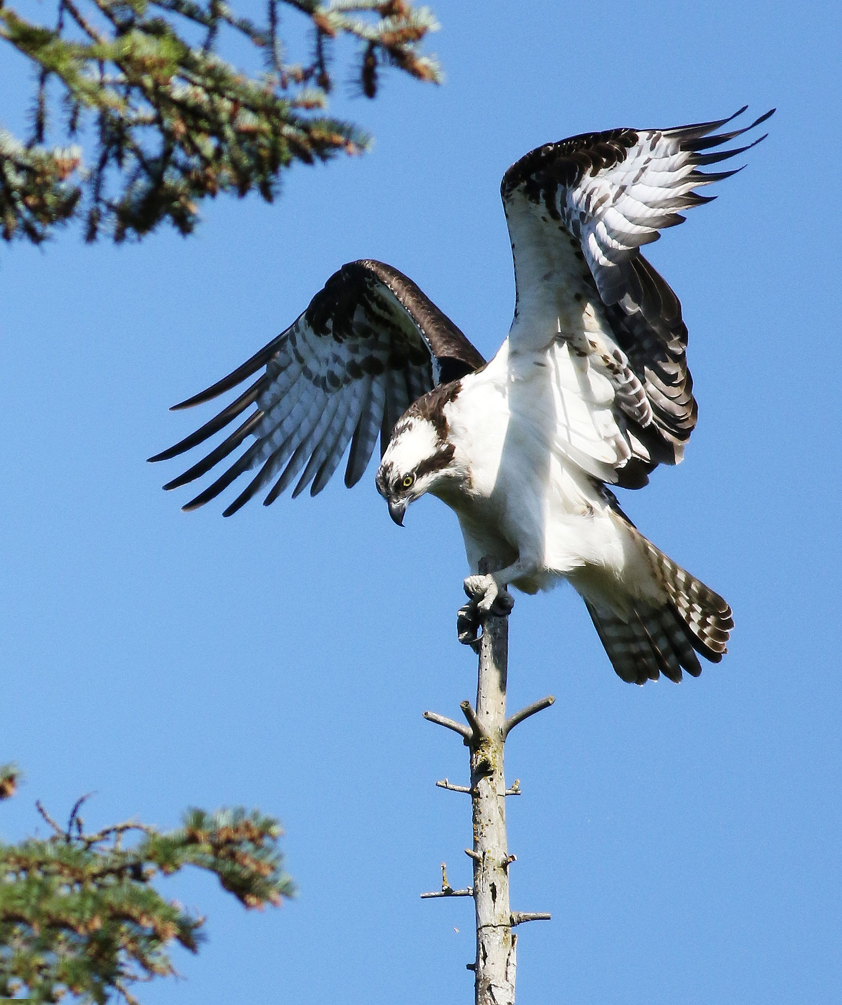 L'apice del successo
