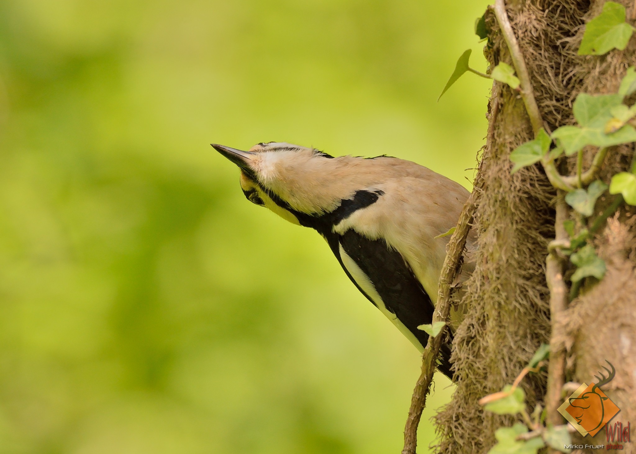 Picchio rosso maschio