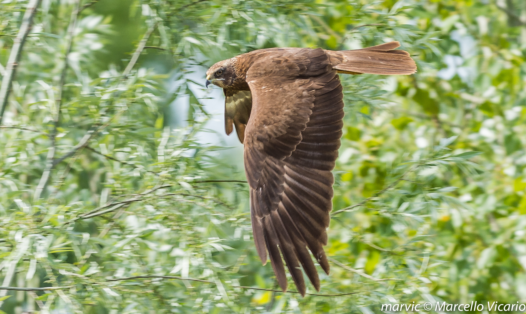 Buzzard