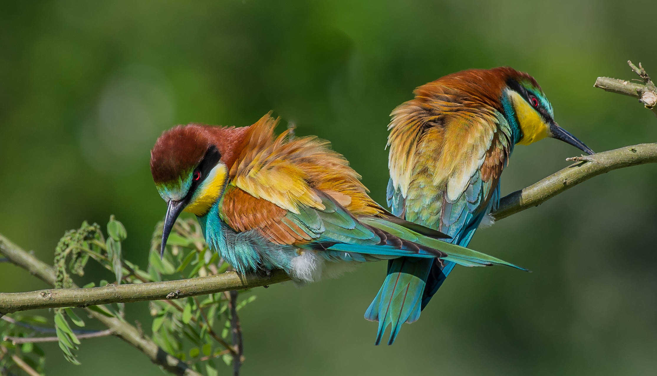 io di qua ..tu di la!