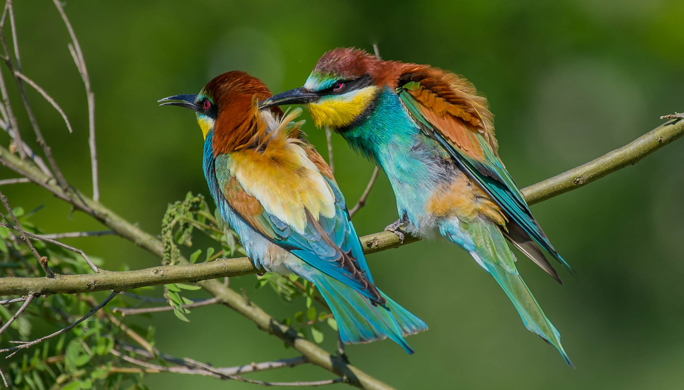 Barbajòn (gruccioni)