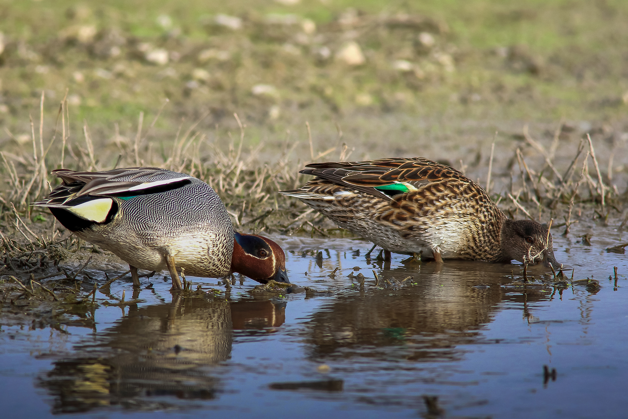 teals couple of synchronized