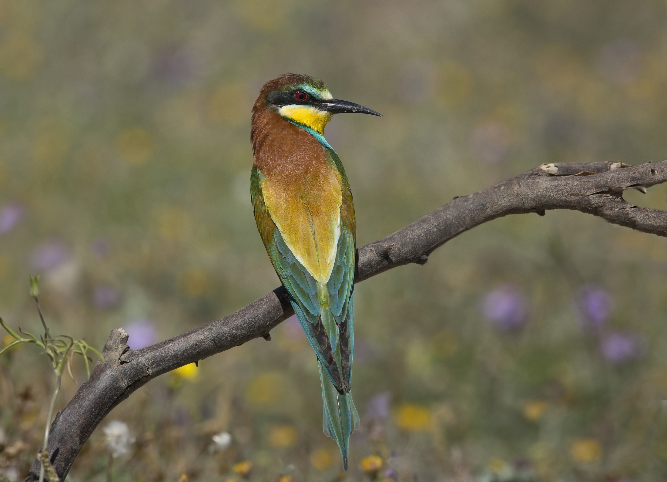 gruccione (merops apiaster)