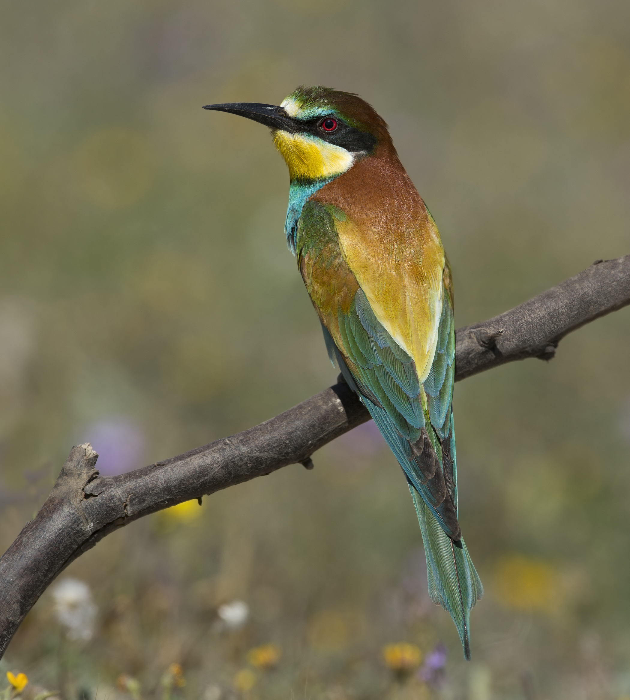 gruccione (merops apiaster)
