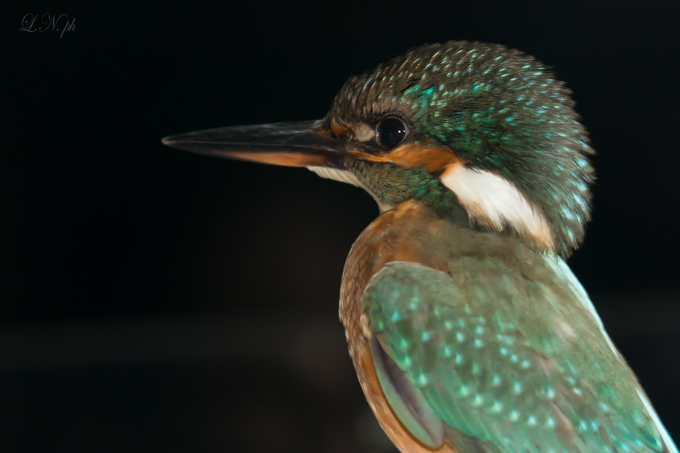 Martin Pescatore - Alcedo atthis bengalensis