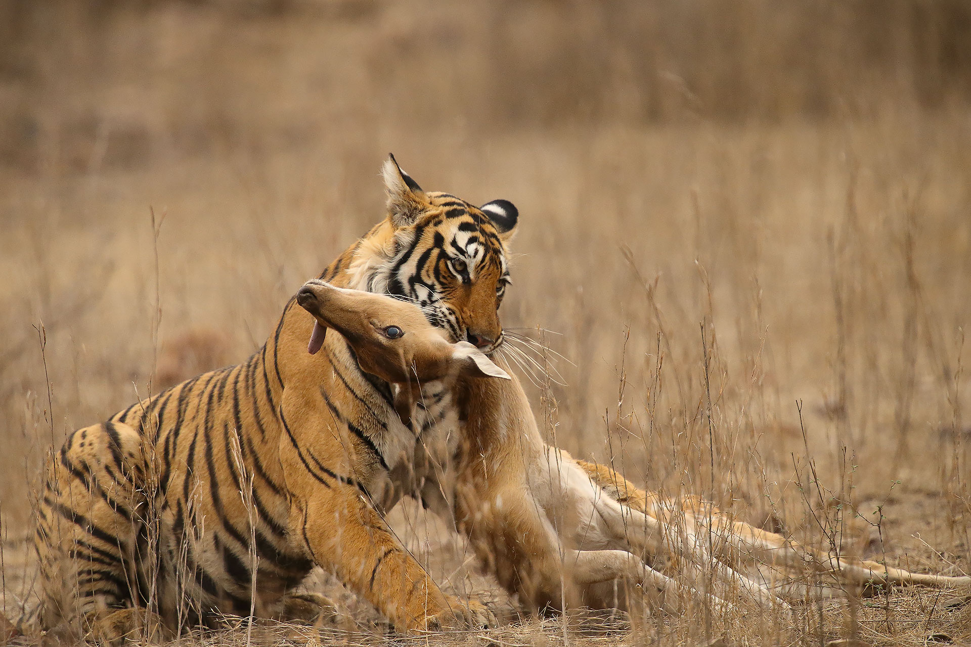 Arrow head, Ranthambore Nt. park, aprile 2016