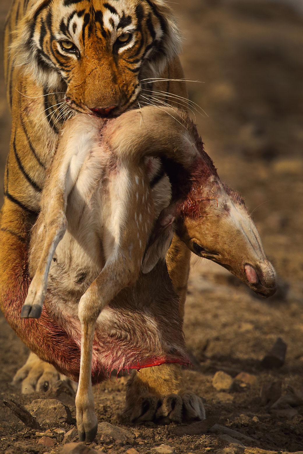 Krishna, Ranthambore Nt. park, aprile 2016