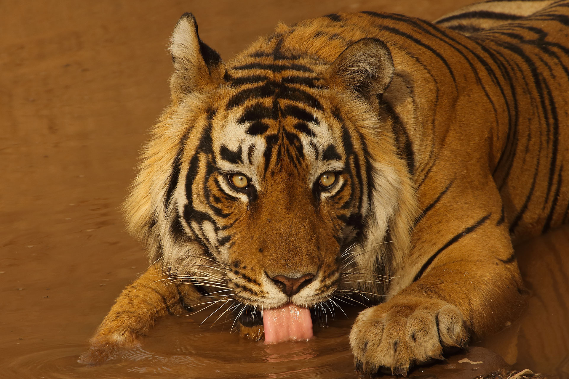 T26 Ranthambore Nt. park, aprile 2016