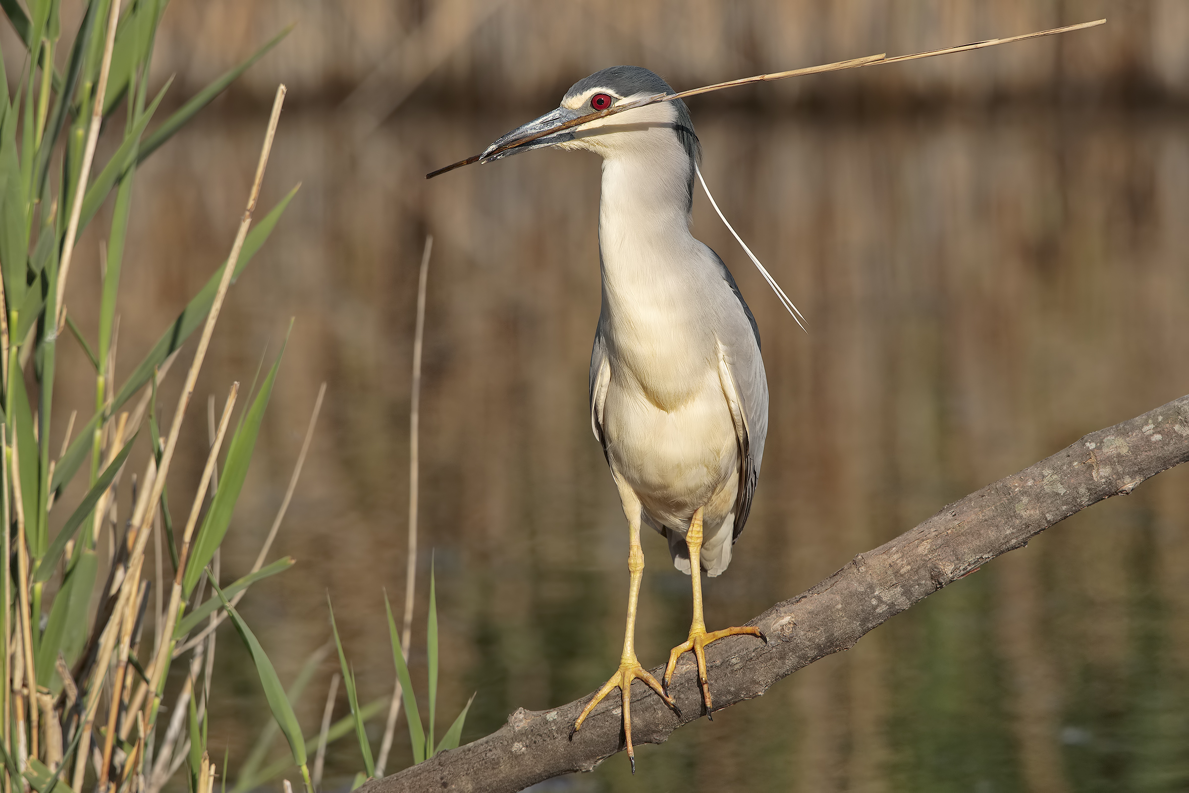 Night Heron