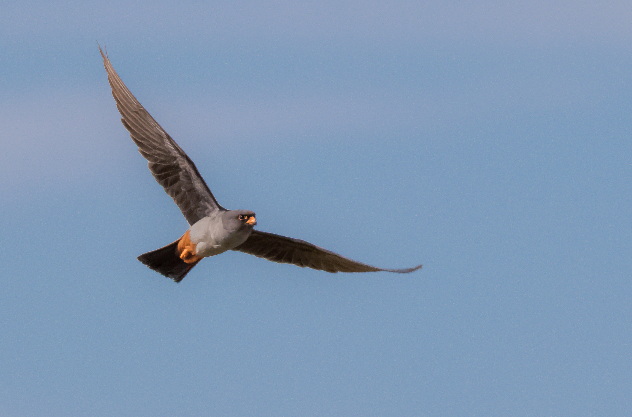 falco cuculo maschio