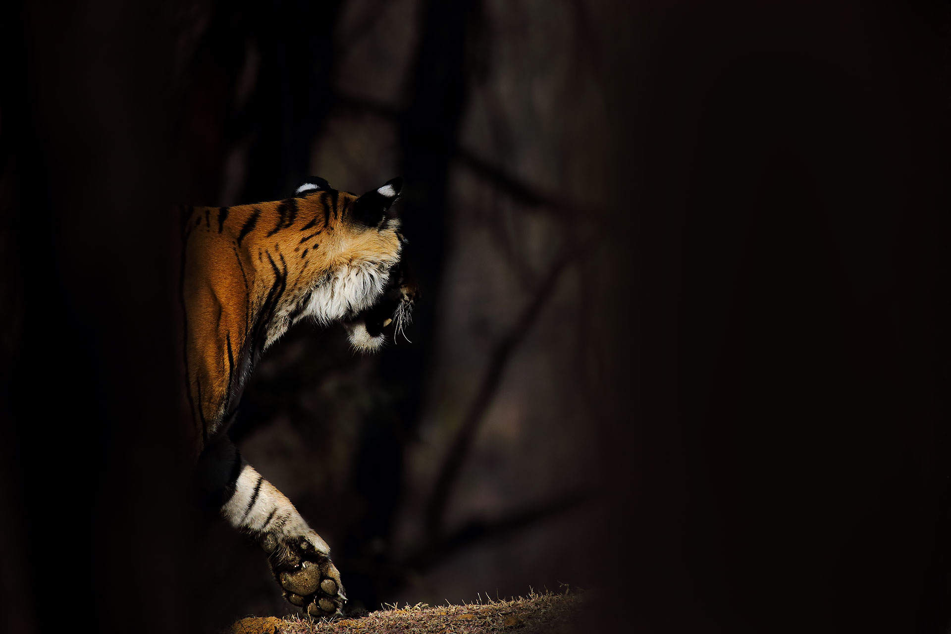 Lightin', Ranthambore Nt. park, aprile 2016