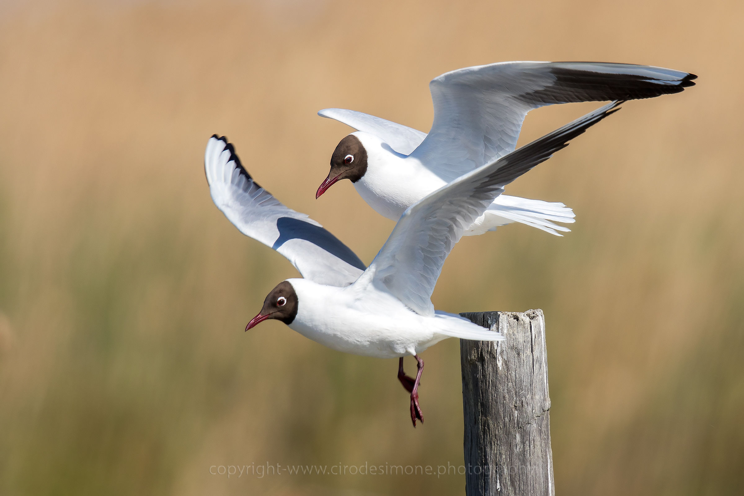 Coppia gabbiano comune