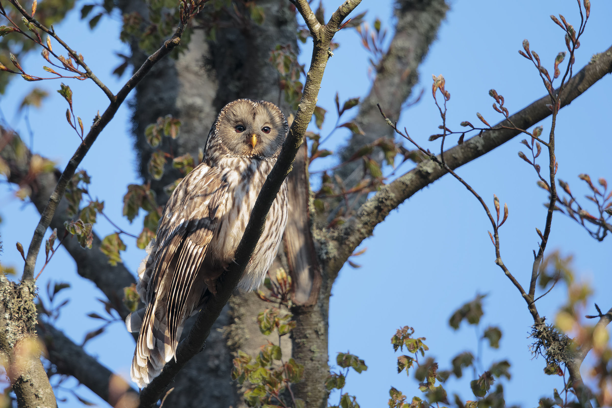 tawny owl