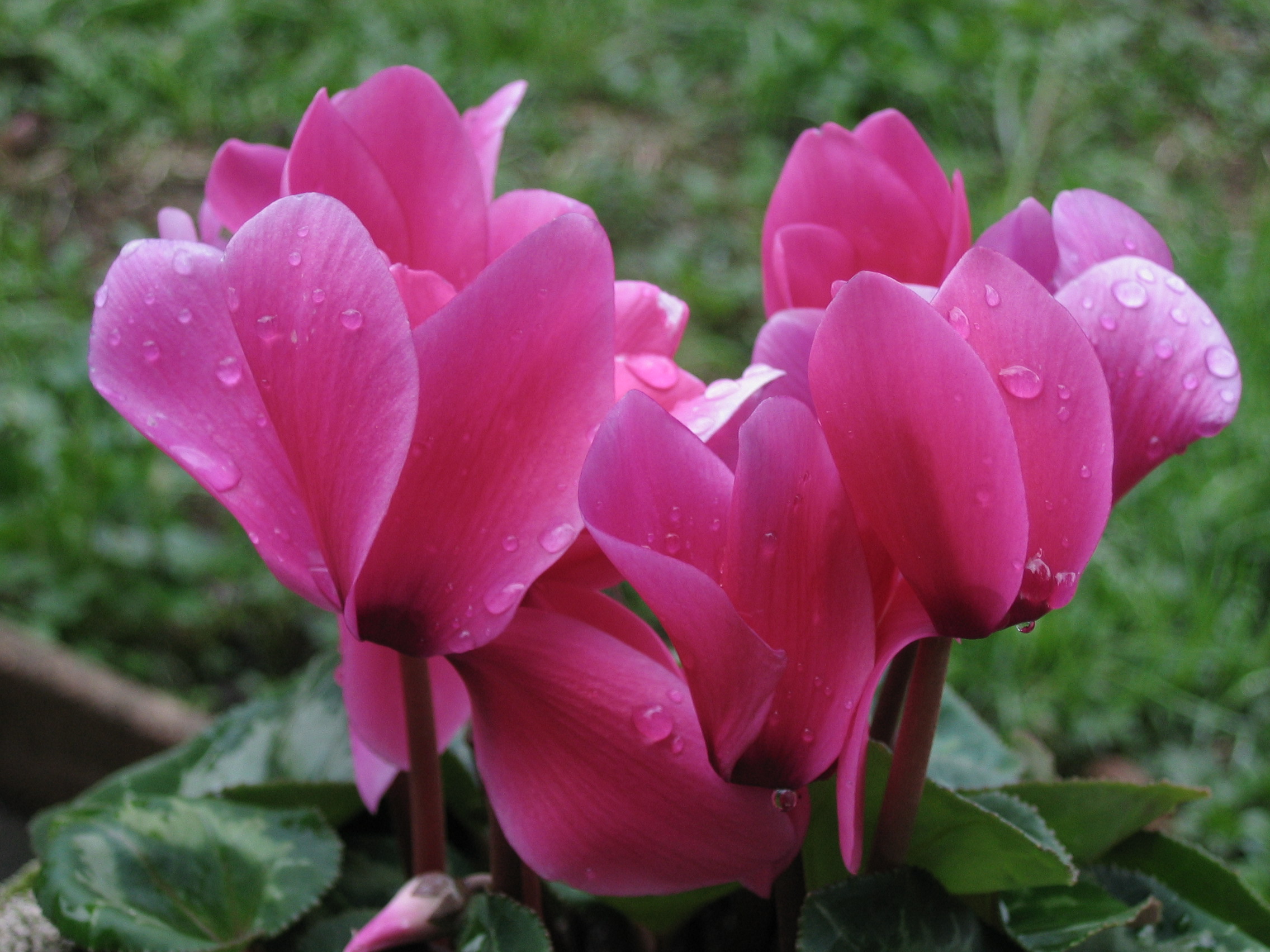 Cyclamen in tears ...
