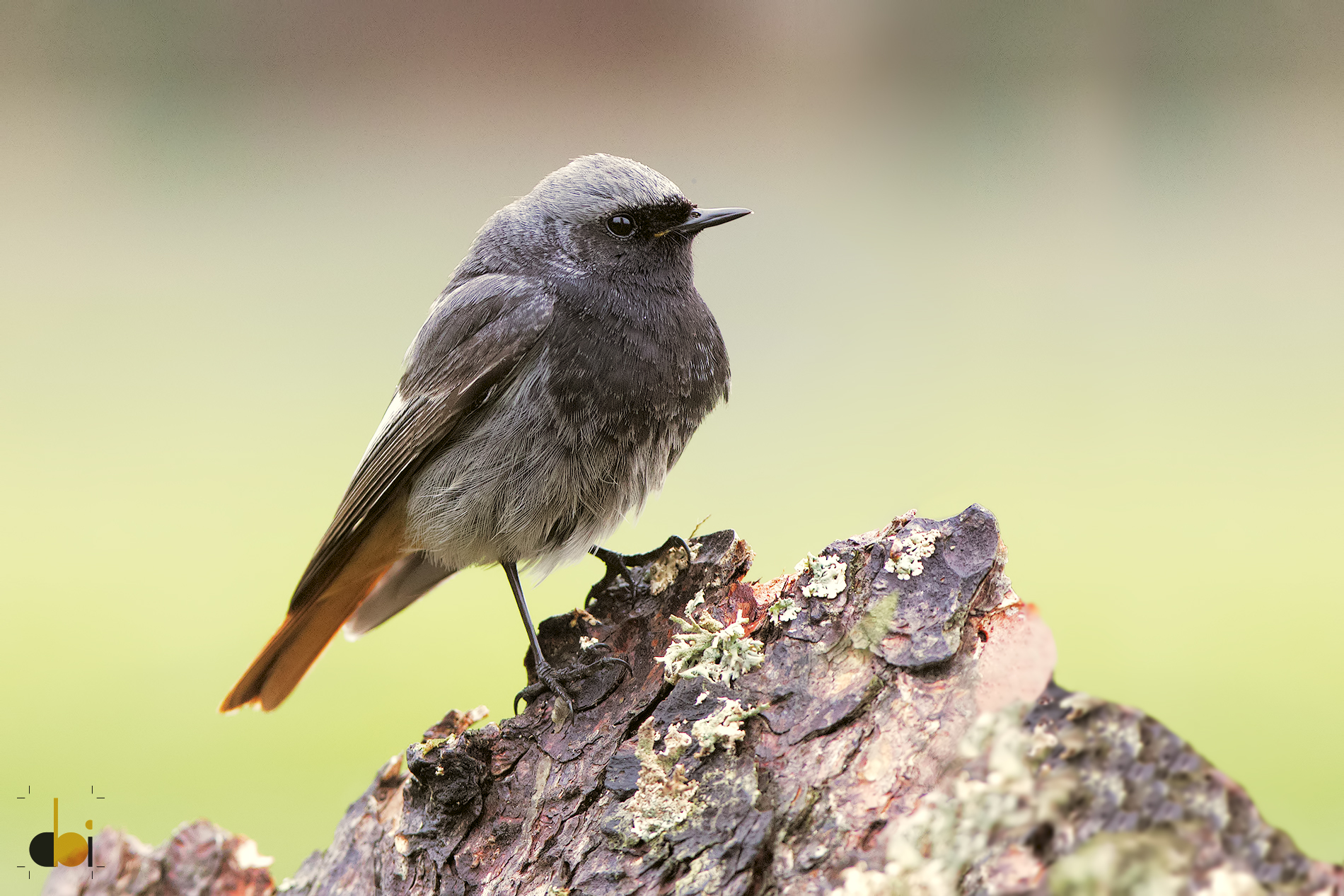 Chimney sweep Redstart