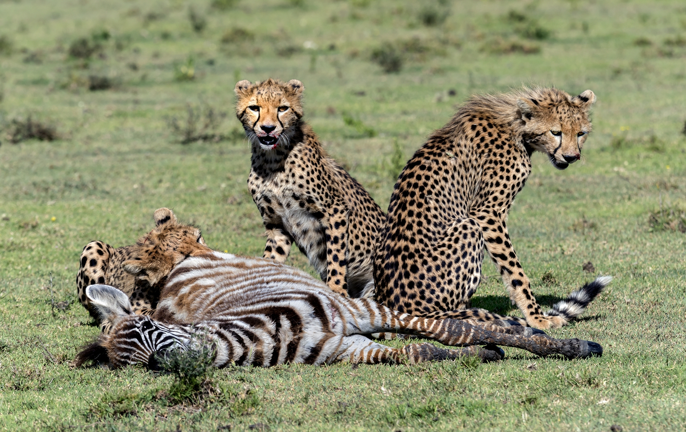 Tanzania 2016 - Dopo la predazione