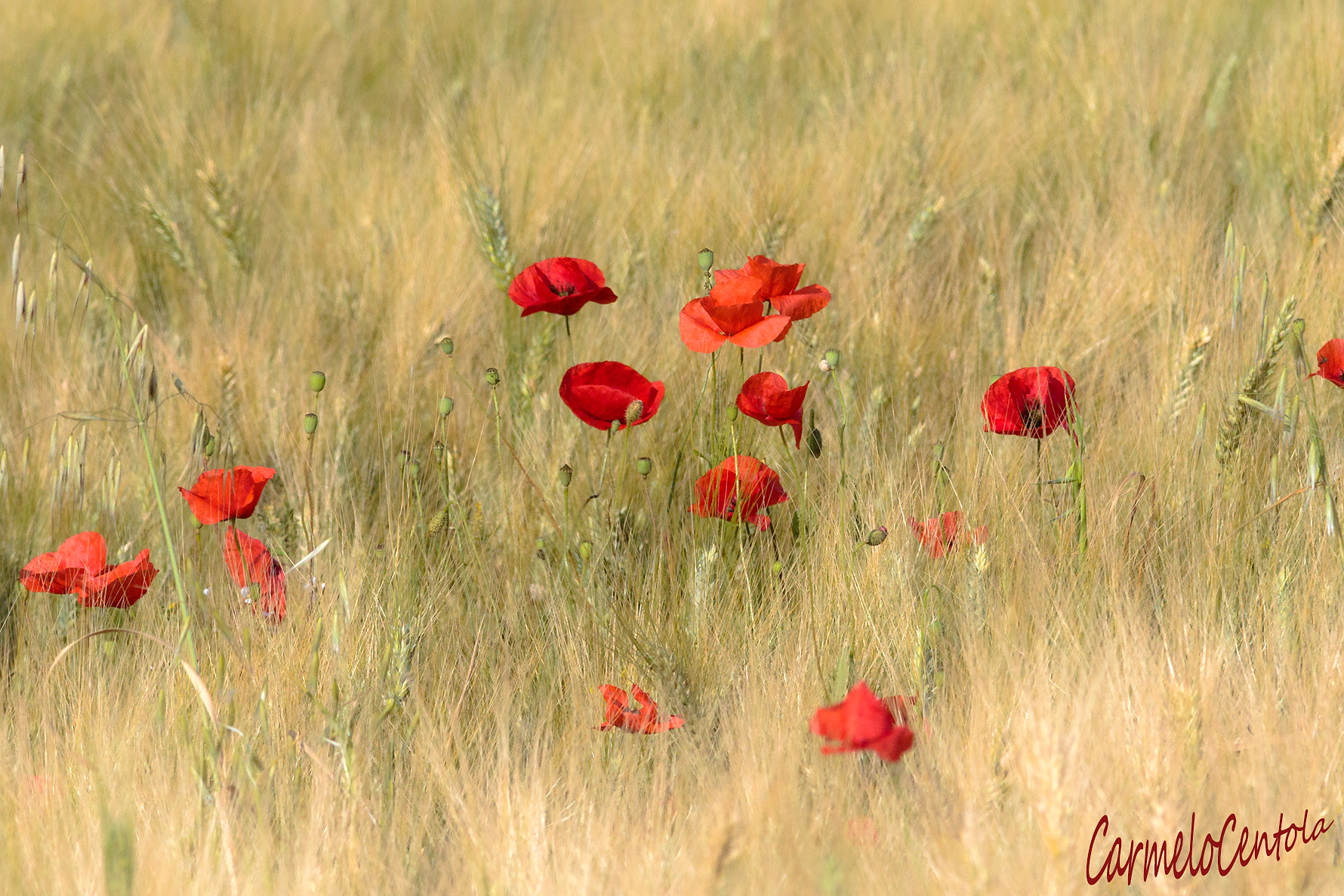papaveri nel grano di aprile