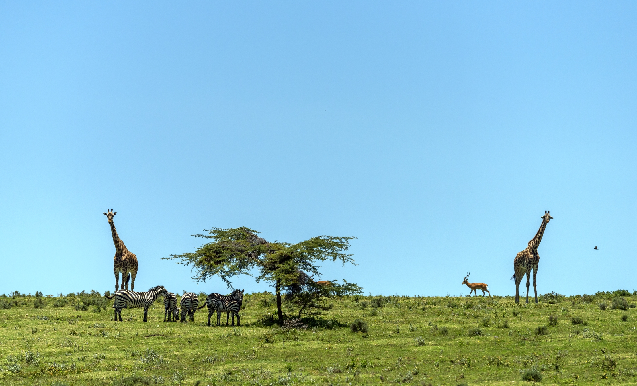 Tanzania 2016 - Savana