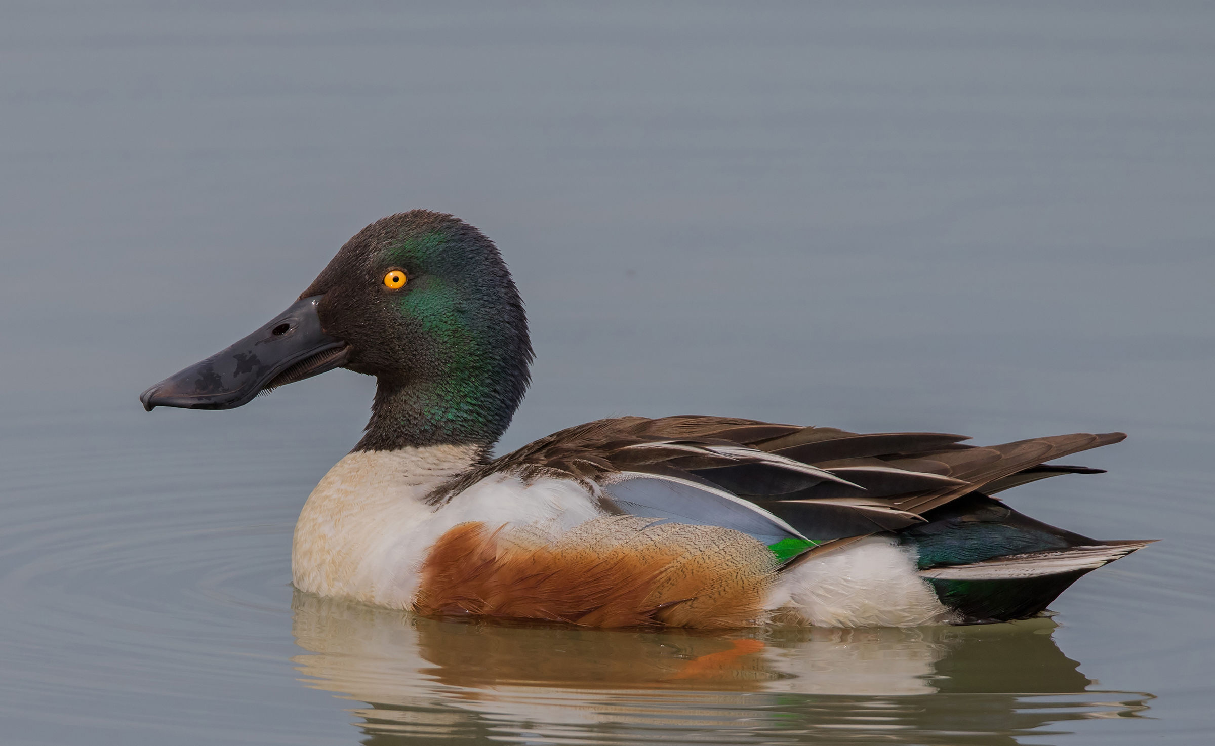 the Shoveler