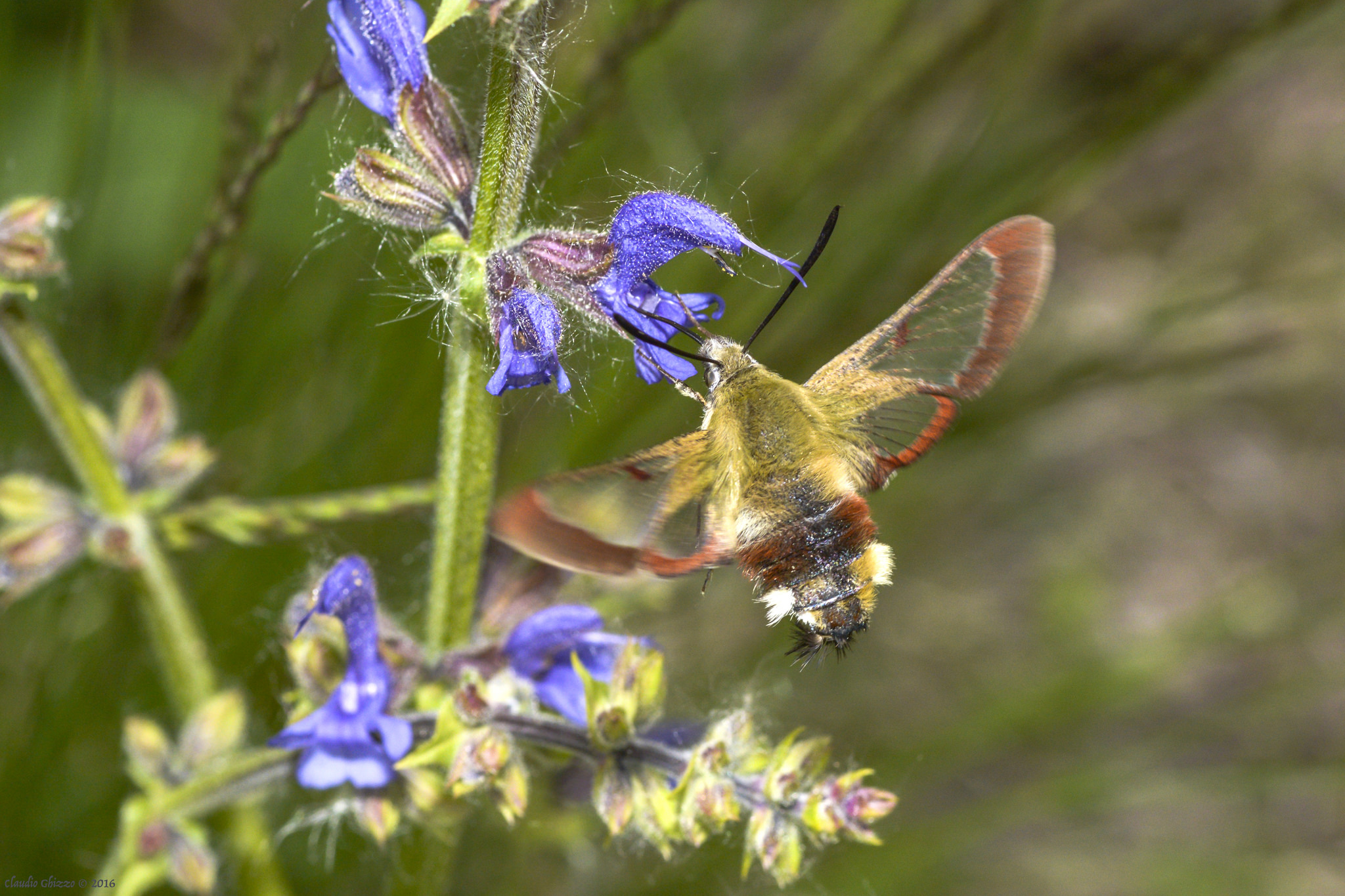hummingbirds insect