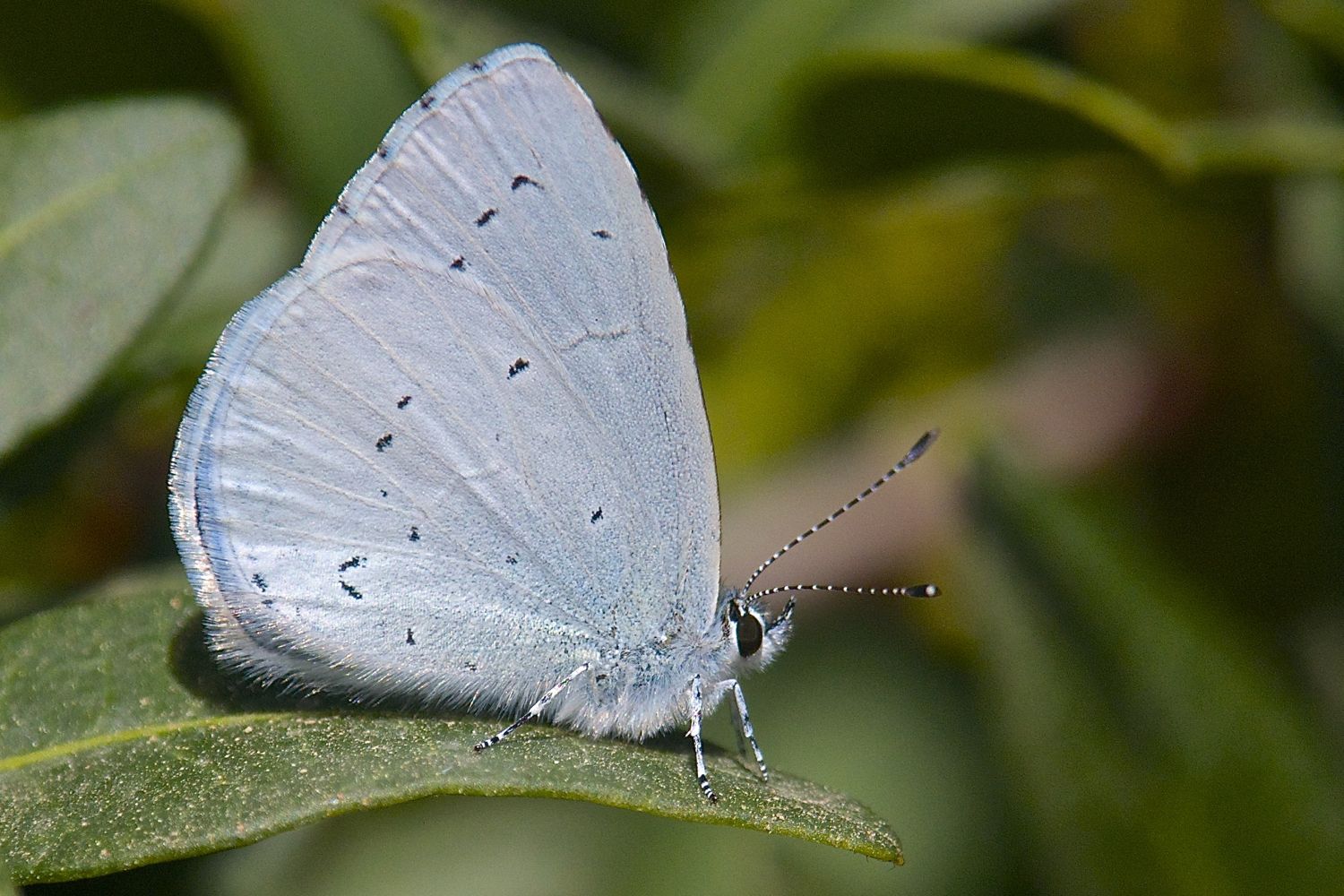 Celastrina argiolus