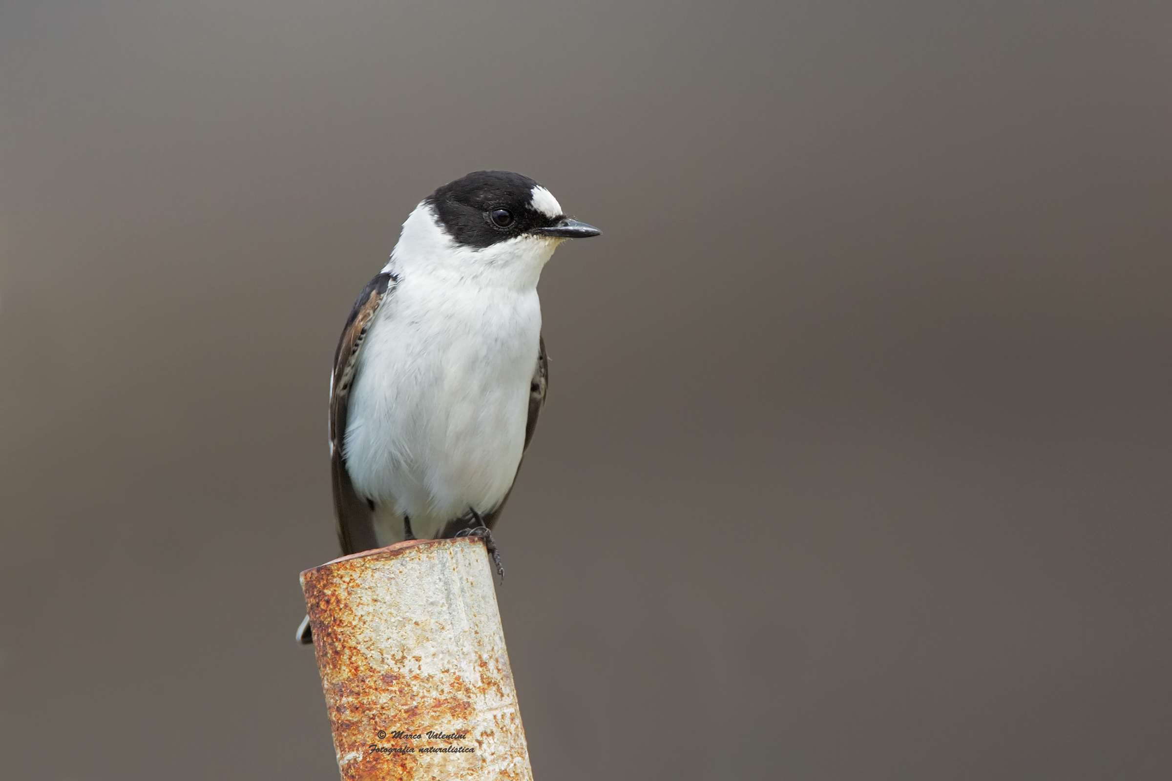 Collared flycatcher