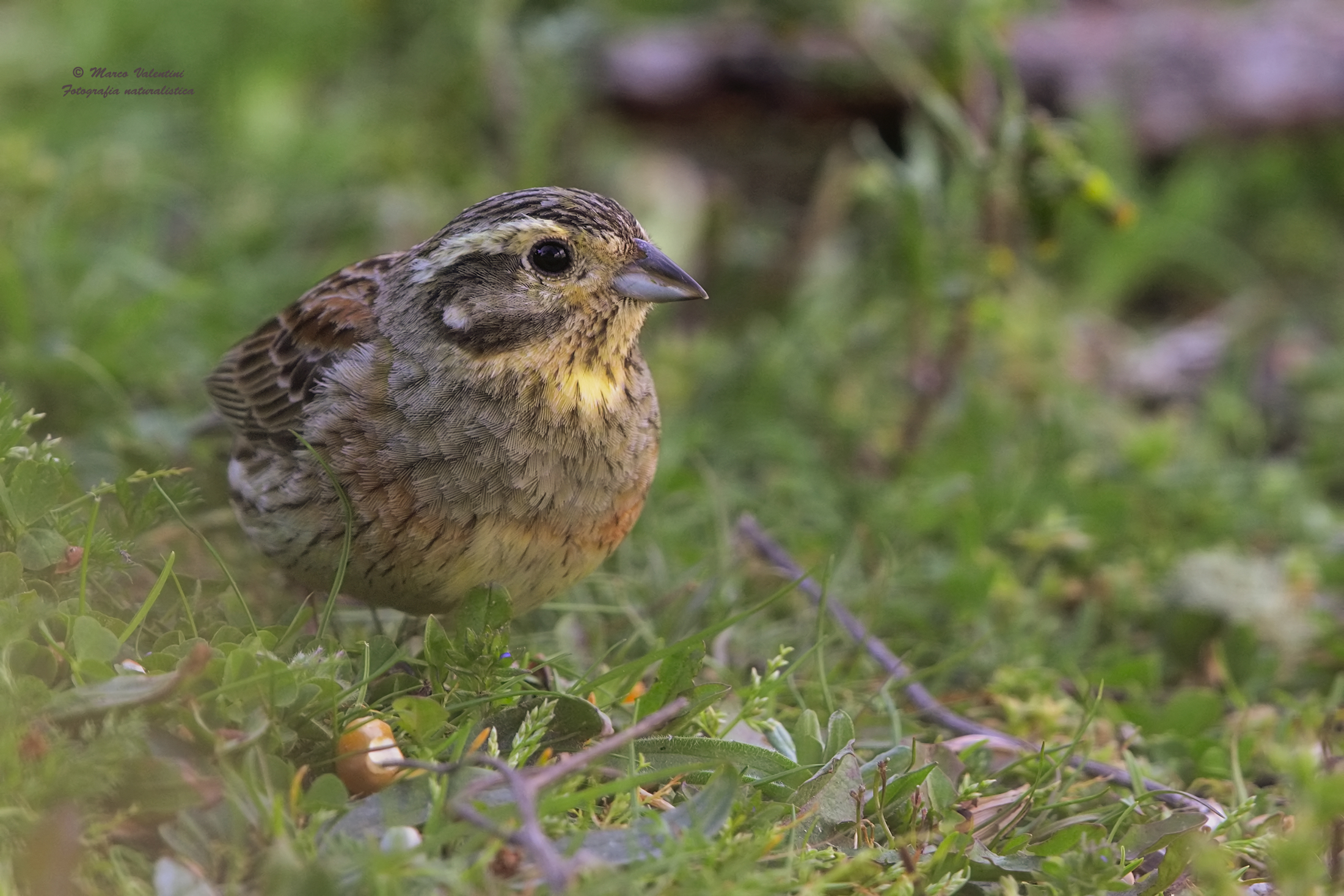 Female black bunting