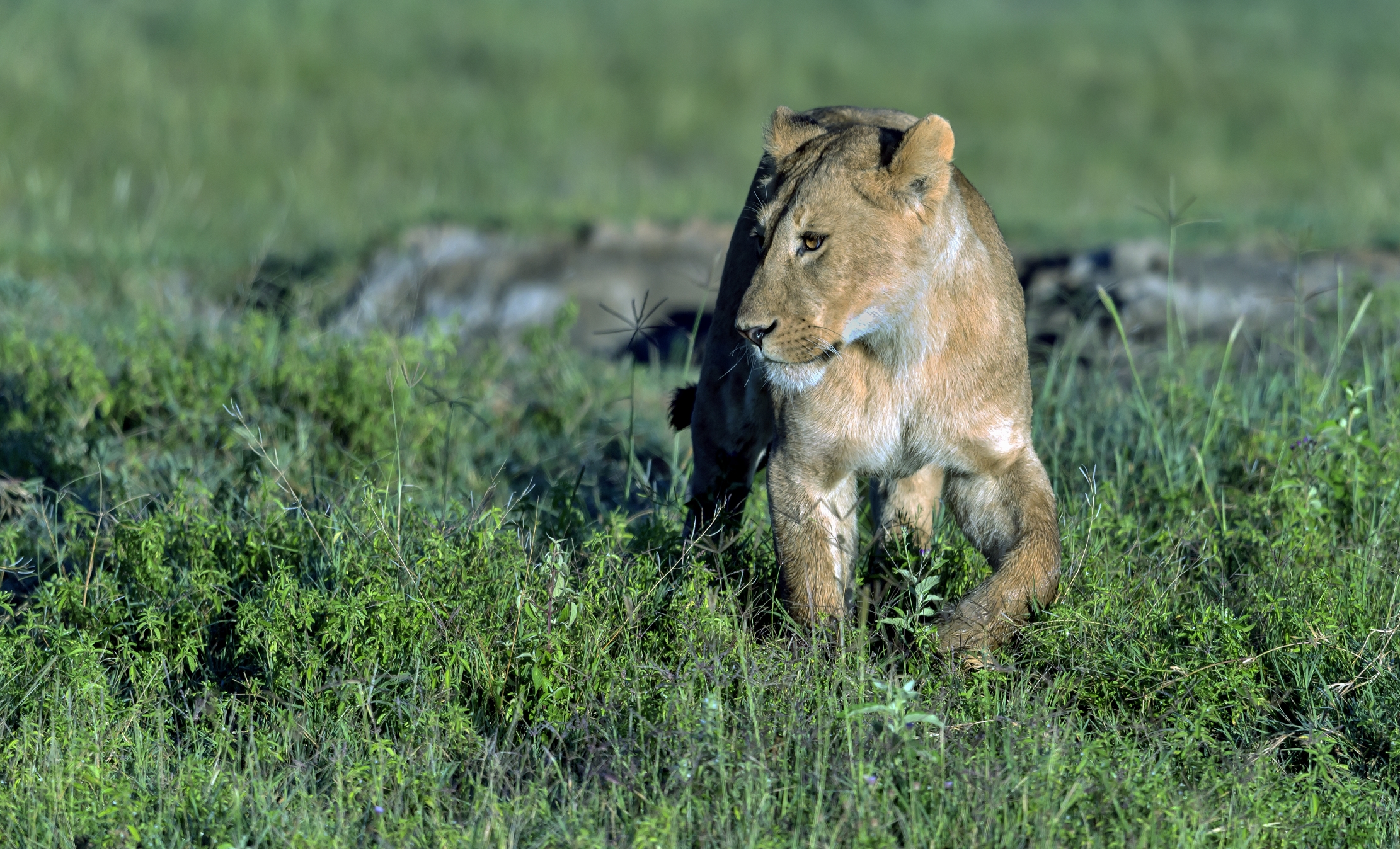 Tanzania 2016 - Savana