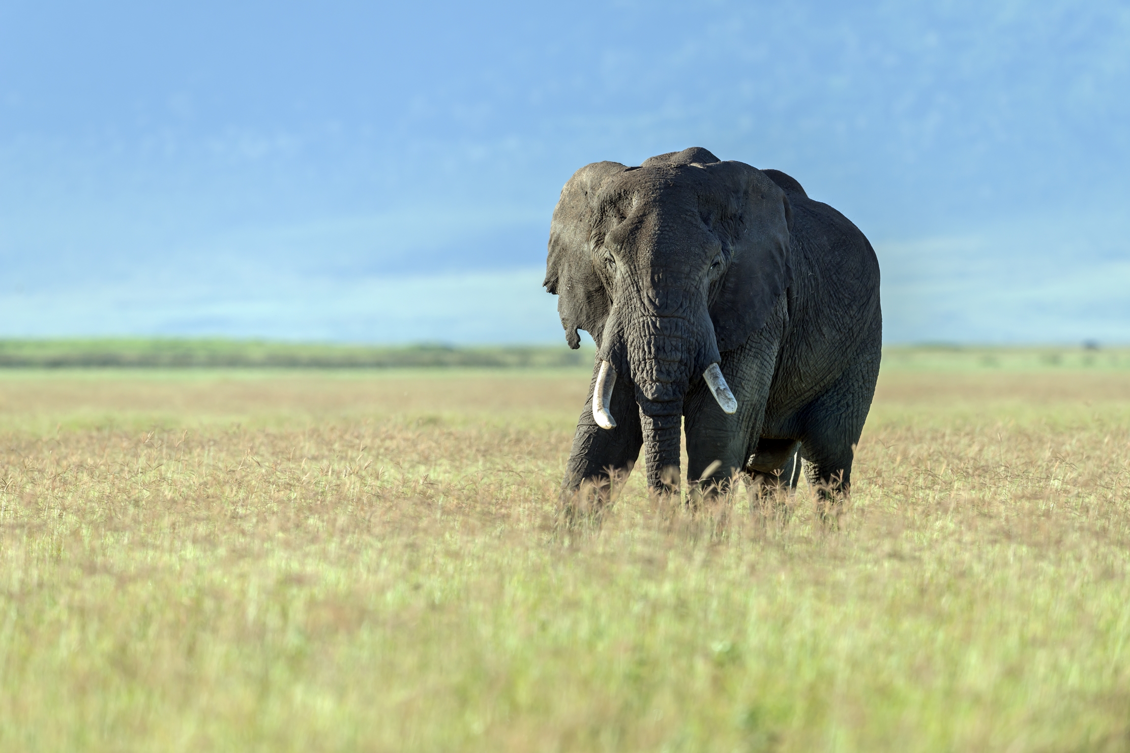 Tanzania 2016 - Savana