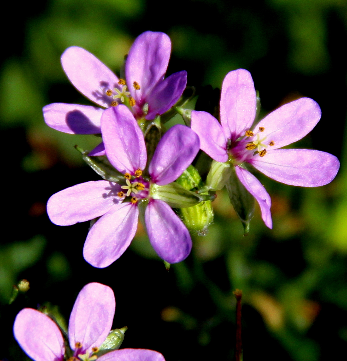 Children in the meadow