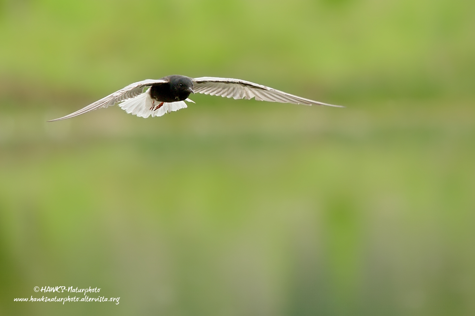 Mignattino Alibianche