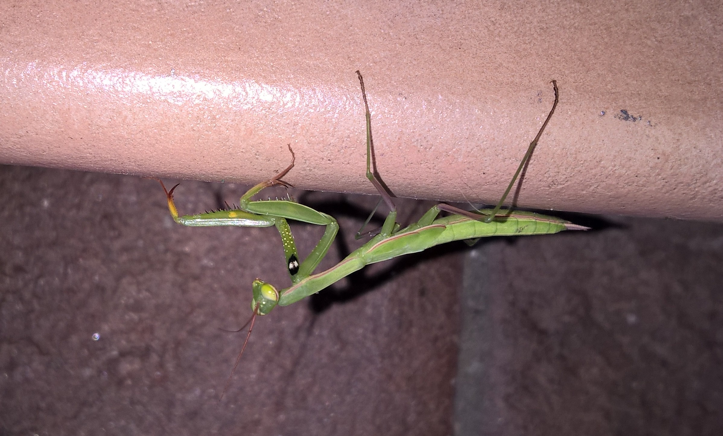 mantide religiosa nostrana