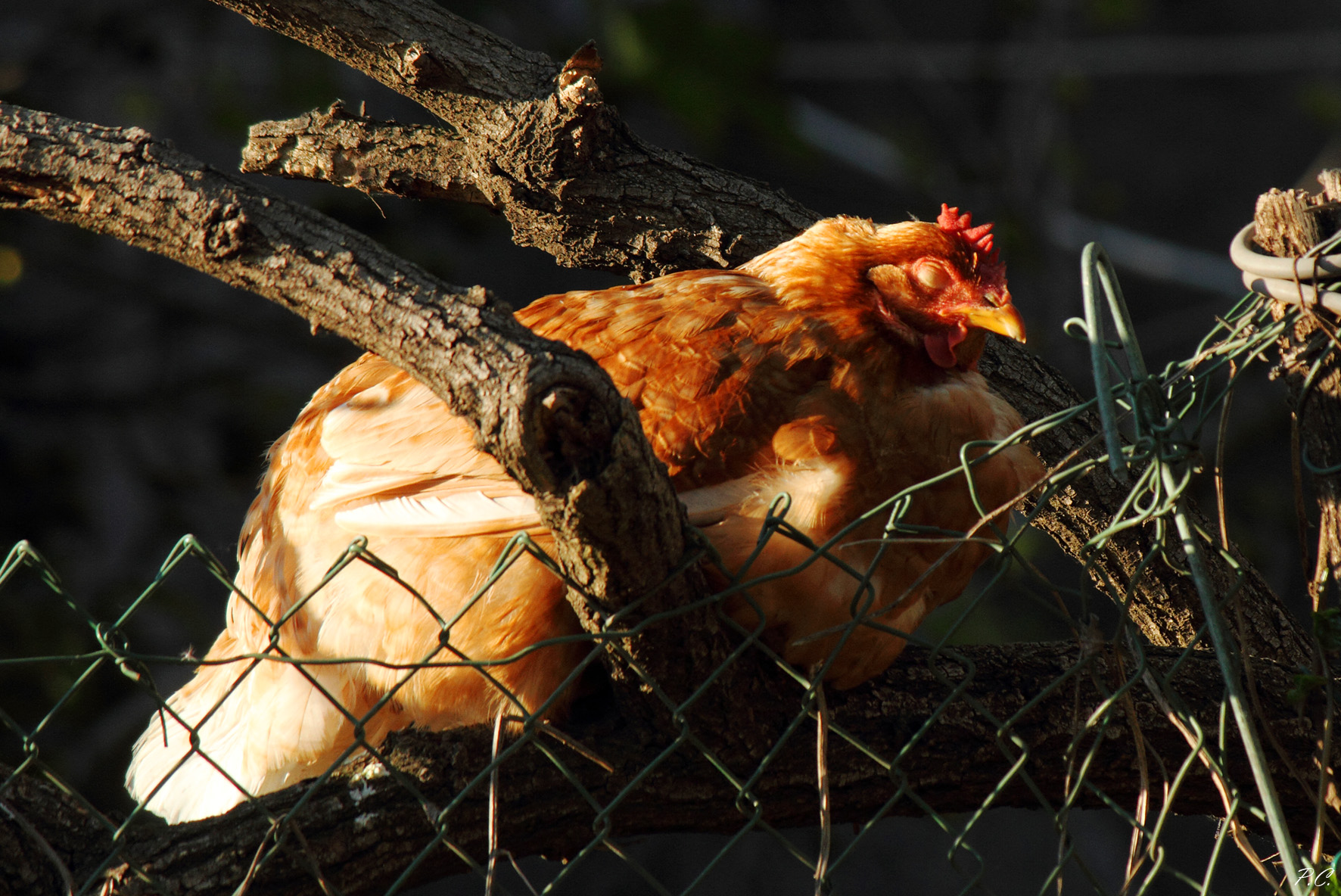 schiaccio un pisolino