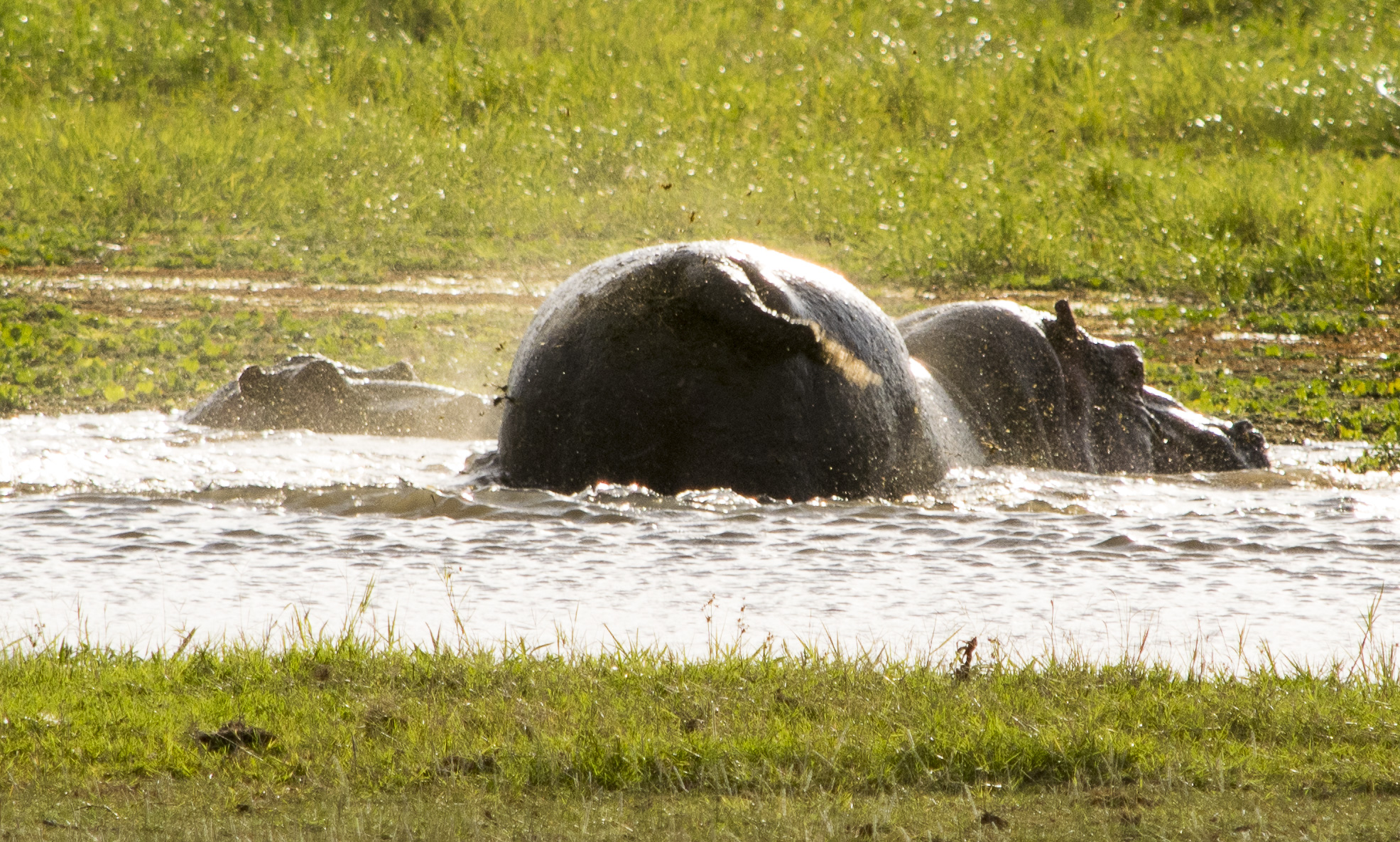 Amboseli