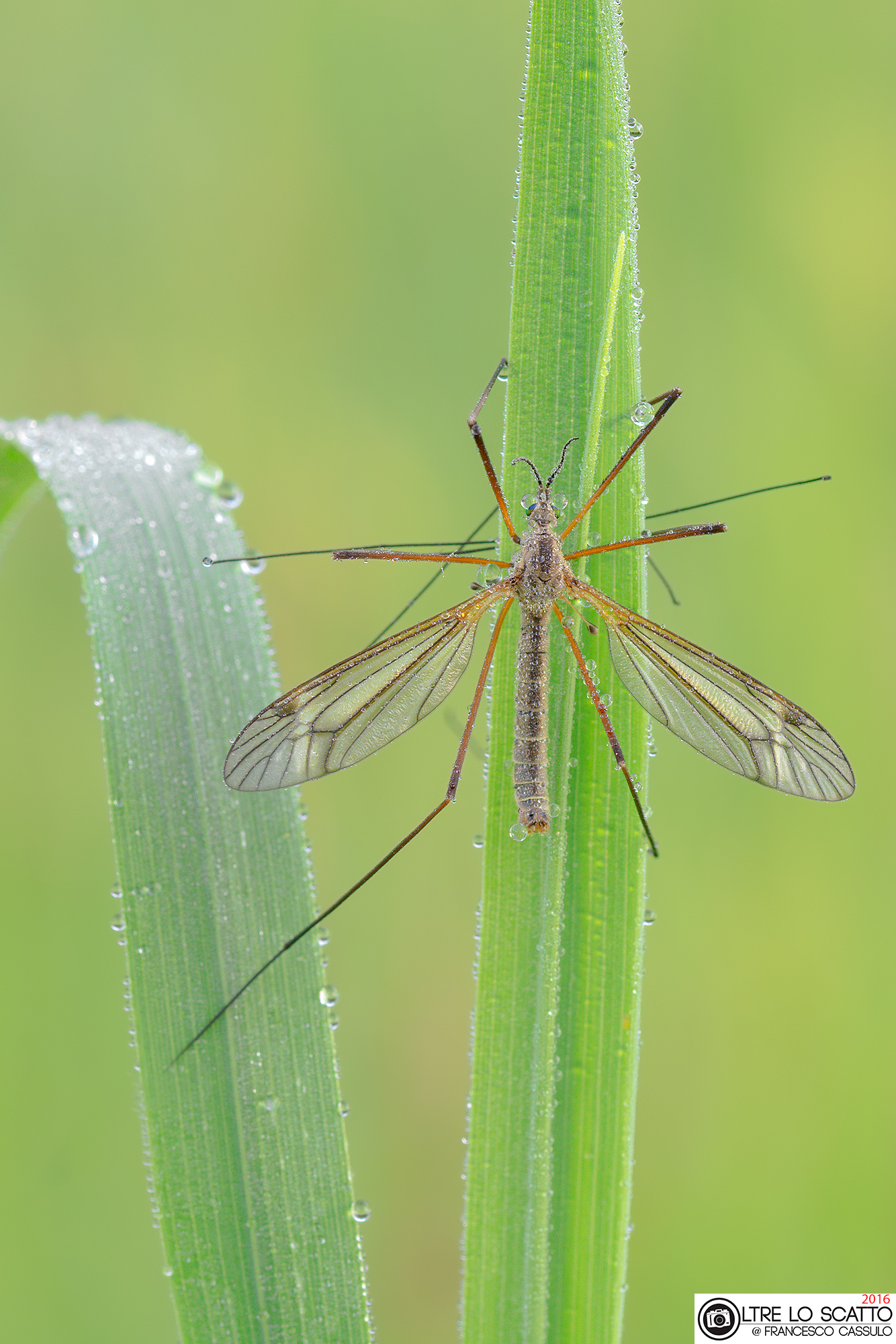 Tipulidae Latreille, 1802