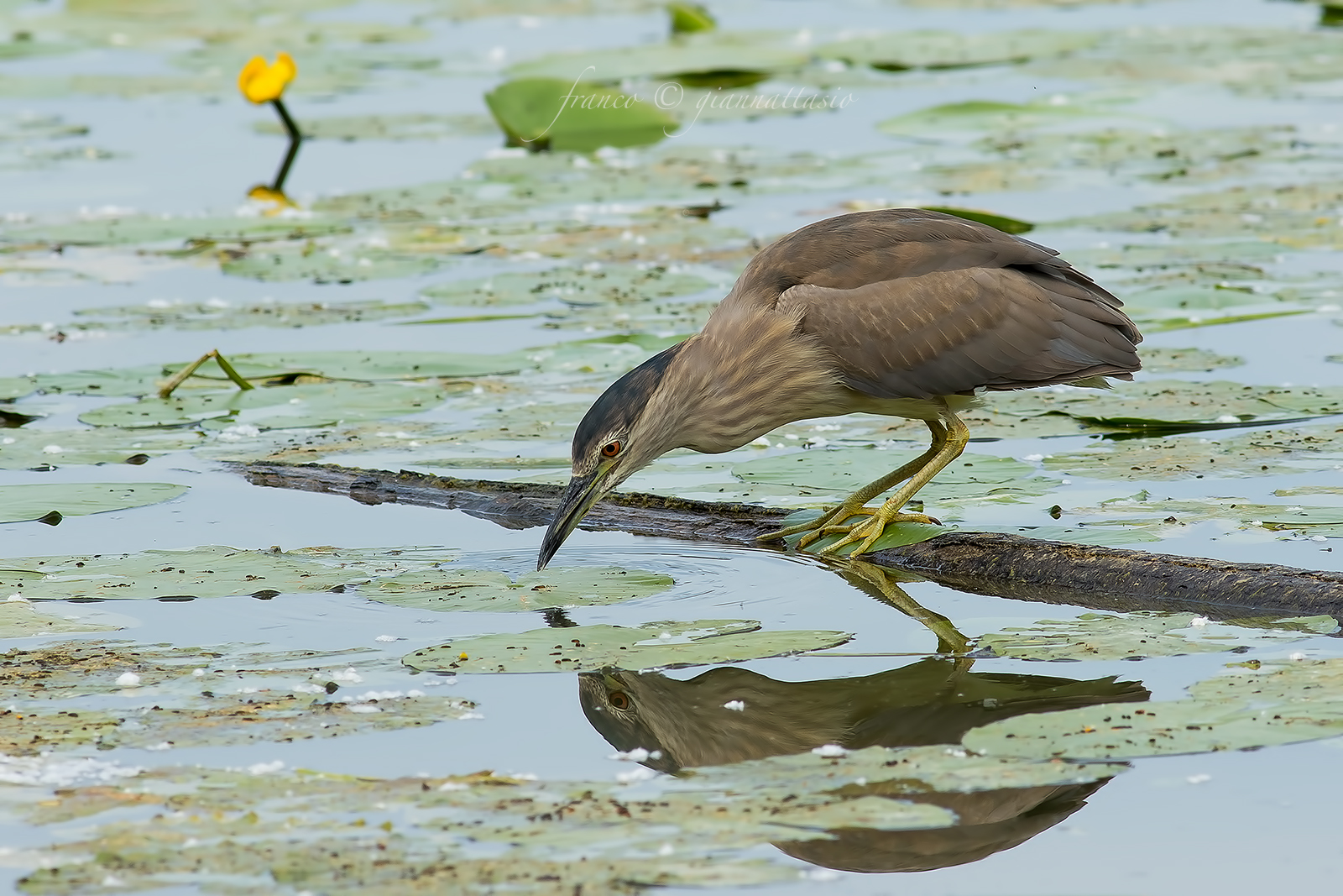 Night Heron young.