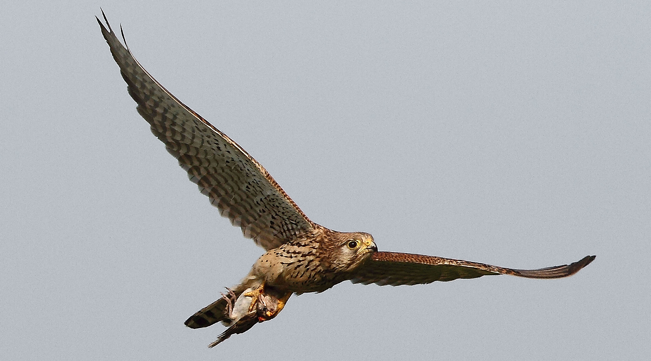 Female sparrow hawk flying with preyed