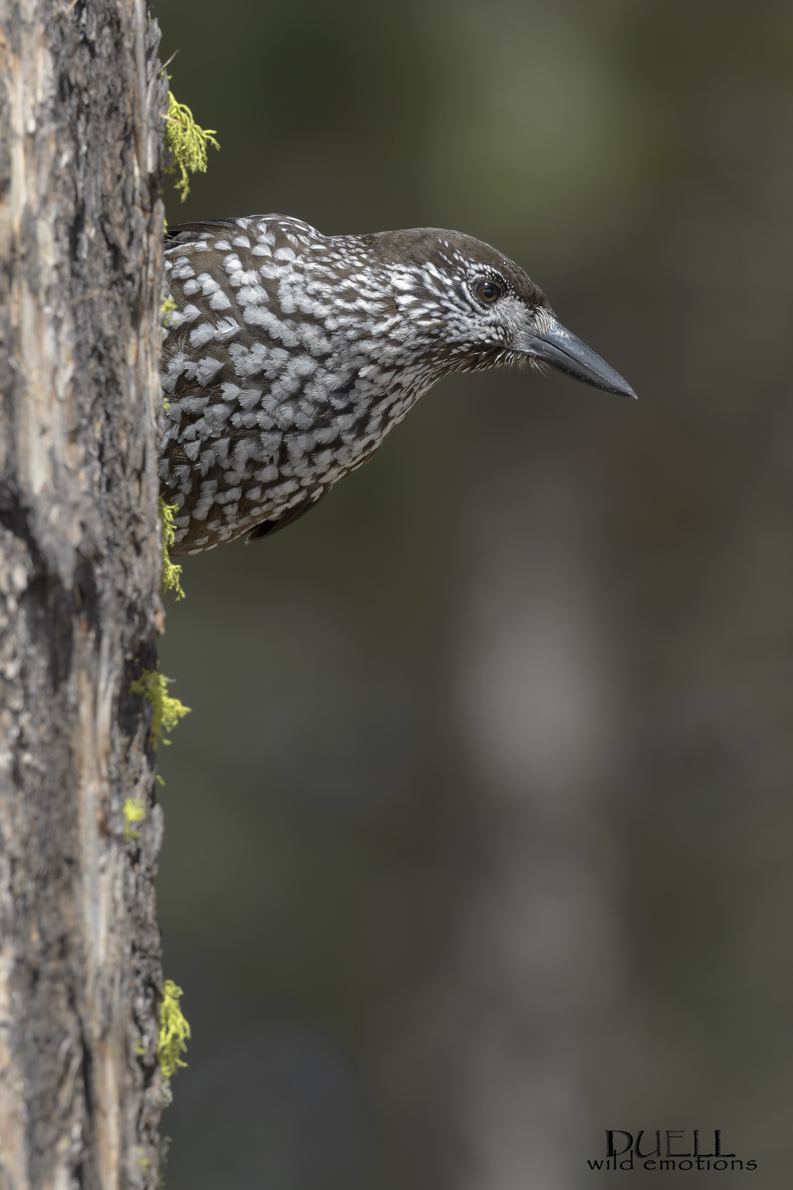 hidden ... but not enough !!