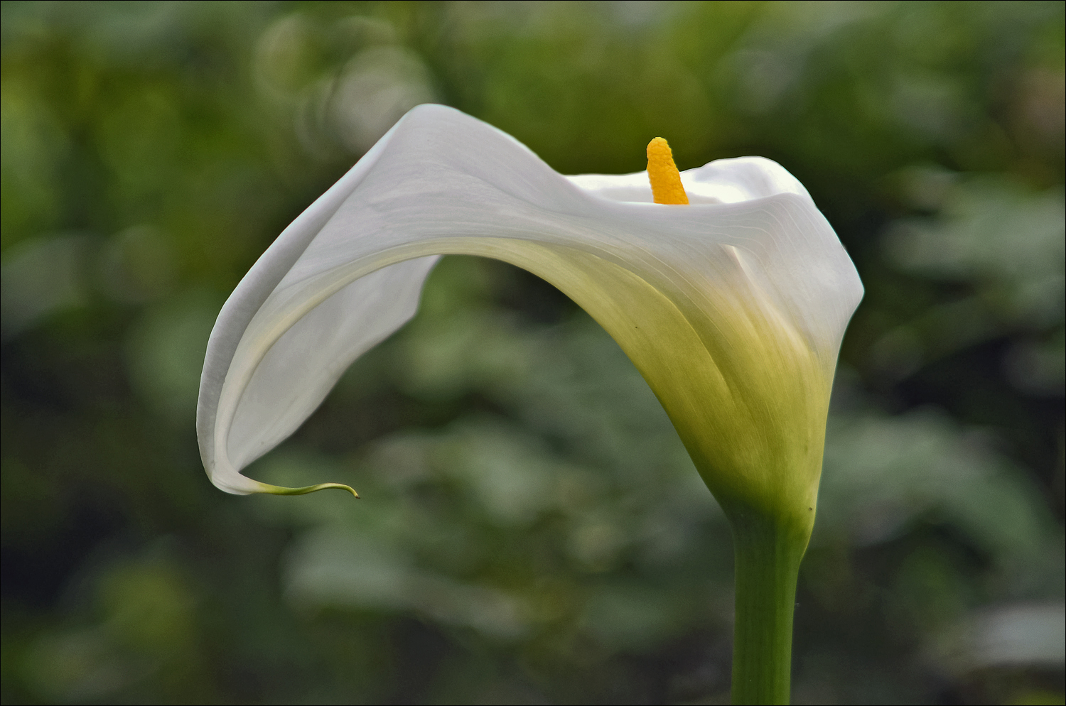 Calla