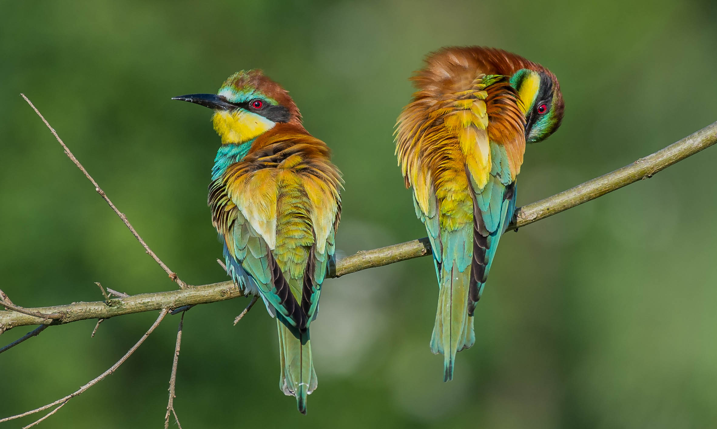 gruccioni in toelettatura