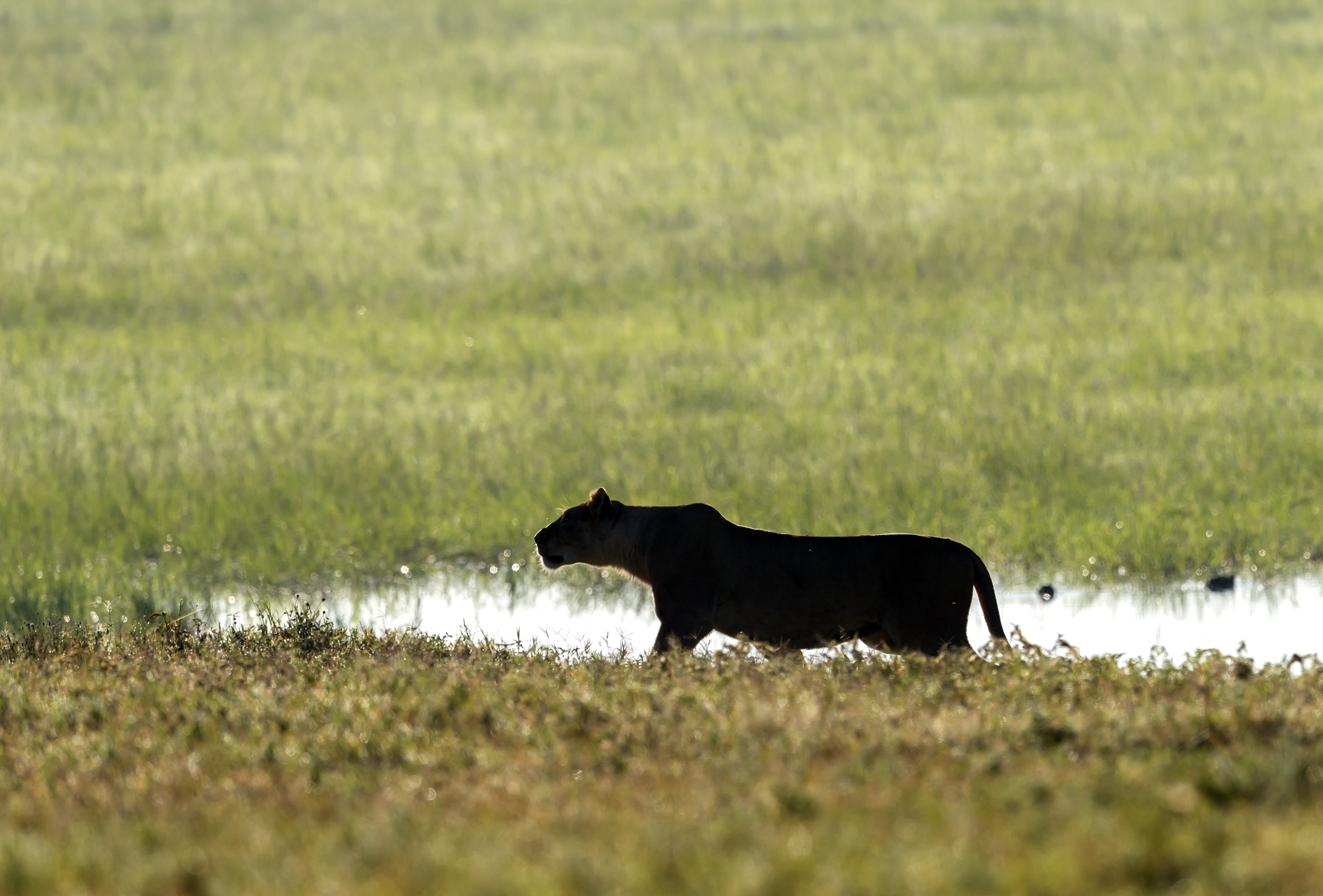 Tanzania 2015 - Controluce