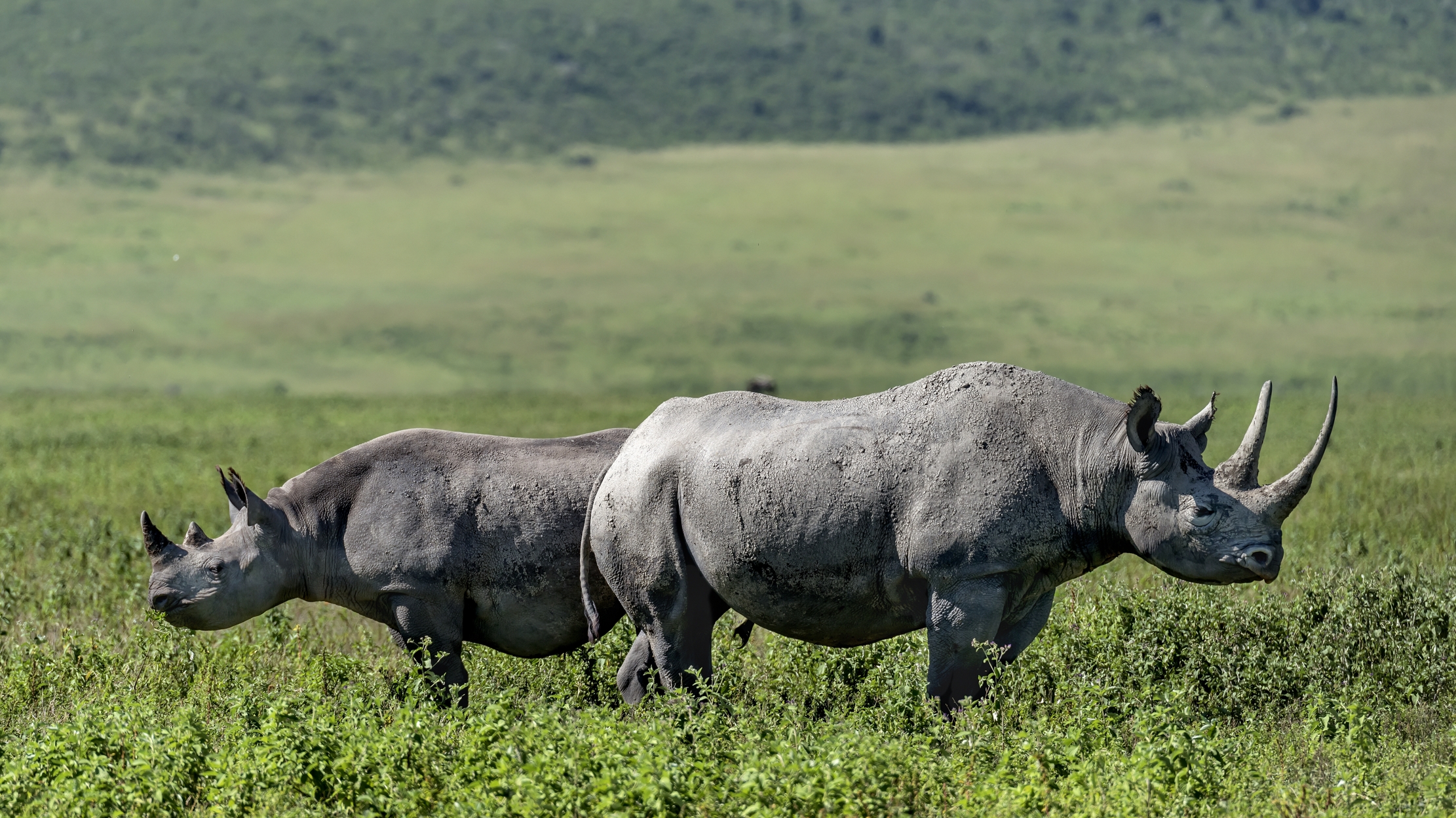 Tanzania 2016 - Rinoceronti