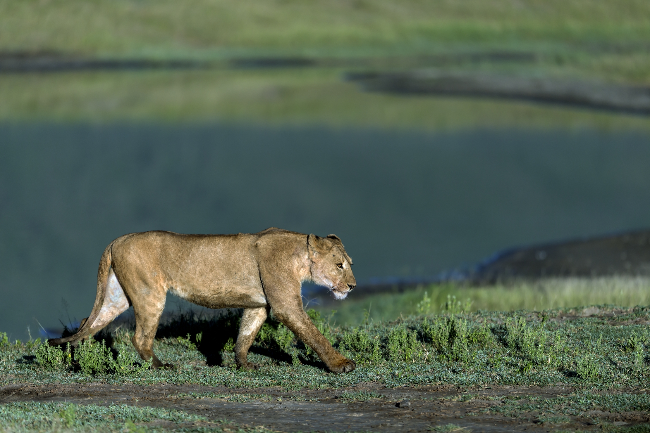 Tanzania 2016 - Nel Ngorongoro crater